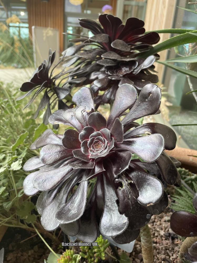 Photo of Black Rose (Aeonium arboreum 'Zwartkop') uploaded by RachaelHunter