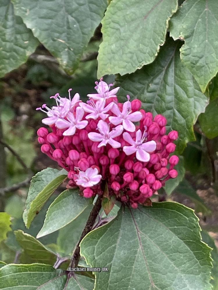 Photo of Cashmere Bouquet (Clerodendrum bungei) uploaded by RachaelHunter