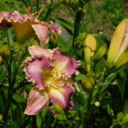 Location: Eagle Bay, New York
Date: 2022-07-24
Daylily (Hemerocallis 'Ring the Bells of Heaven') blooms and buds