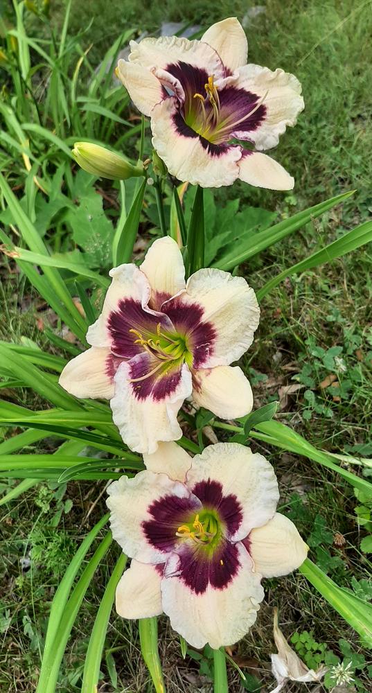 Photo of Daylily (Hemerocallis 'Westbourne Easter Egg Hunt') uploaded by pixie62560