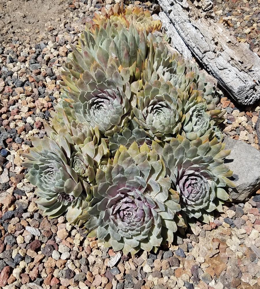 Photo of Hen and Chicks (Sempervivum 'Lavender and Old Lace') uploaded by Alchemist