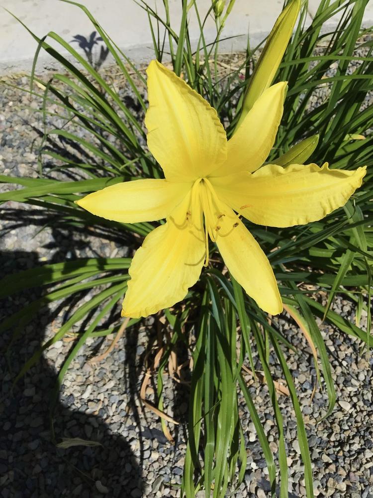 Photo of Daylilies (Hemerocallis) uploaded by Fieldsof_flowers