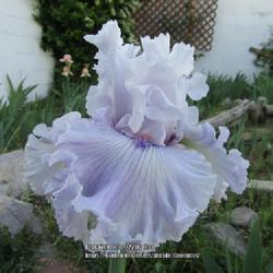 Location: Las Cruces, NM
Date: 2022-04-26
TB Iris Lavender Fizz