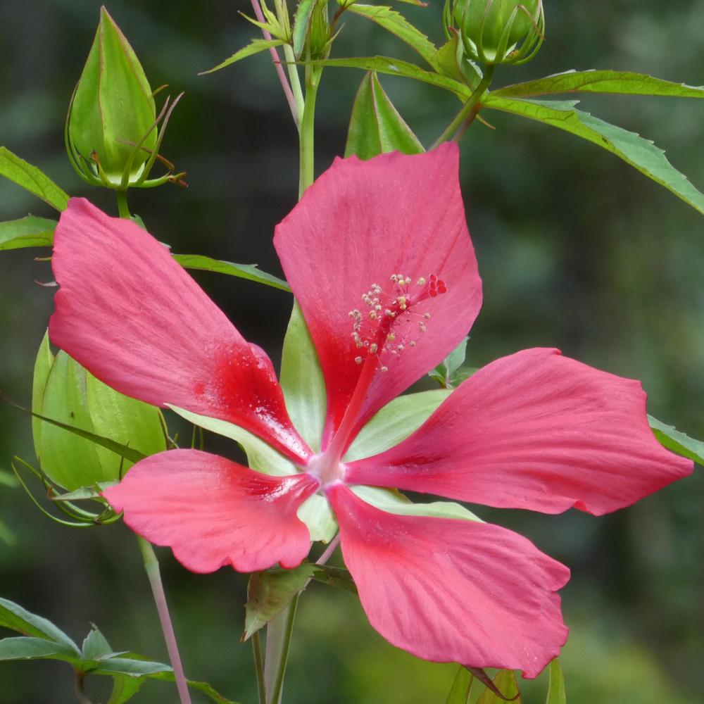 Photo of Texas Star (Hibiscus coccineus) uploaded by LoriMT