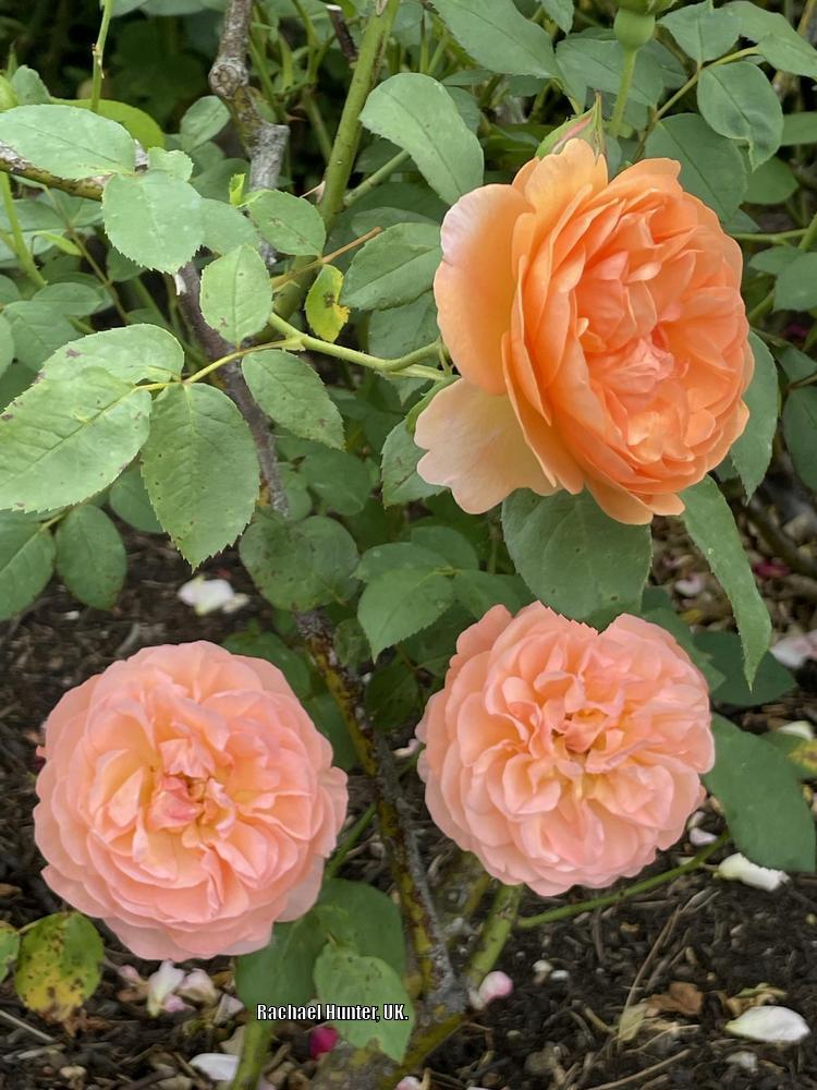 Photo of Rose (Rosa 'Louise Clements') uploaded by RachaelHunter