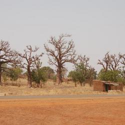 Location: Near Diebougou/Burkina Faso
Date: 2008-02-22