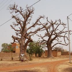Location: near Diebougou/ Burkina Faso
Date: 2008-02-22