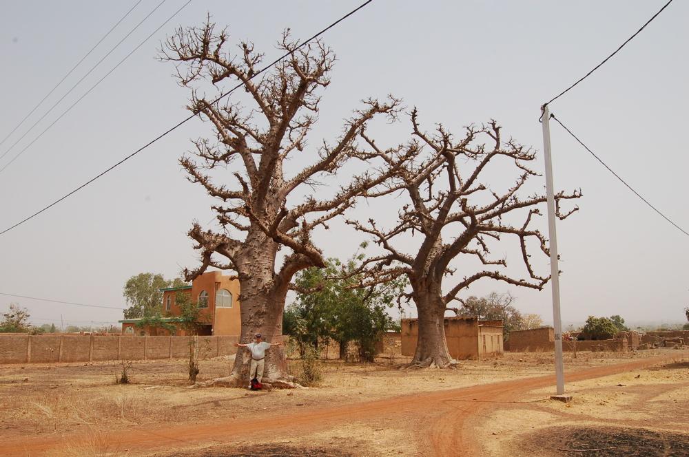 Photo of Baobab (Adansonia digitata) uploaded by Ursula