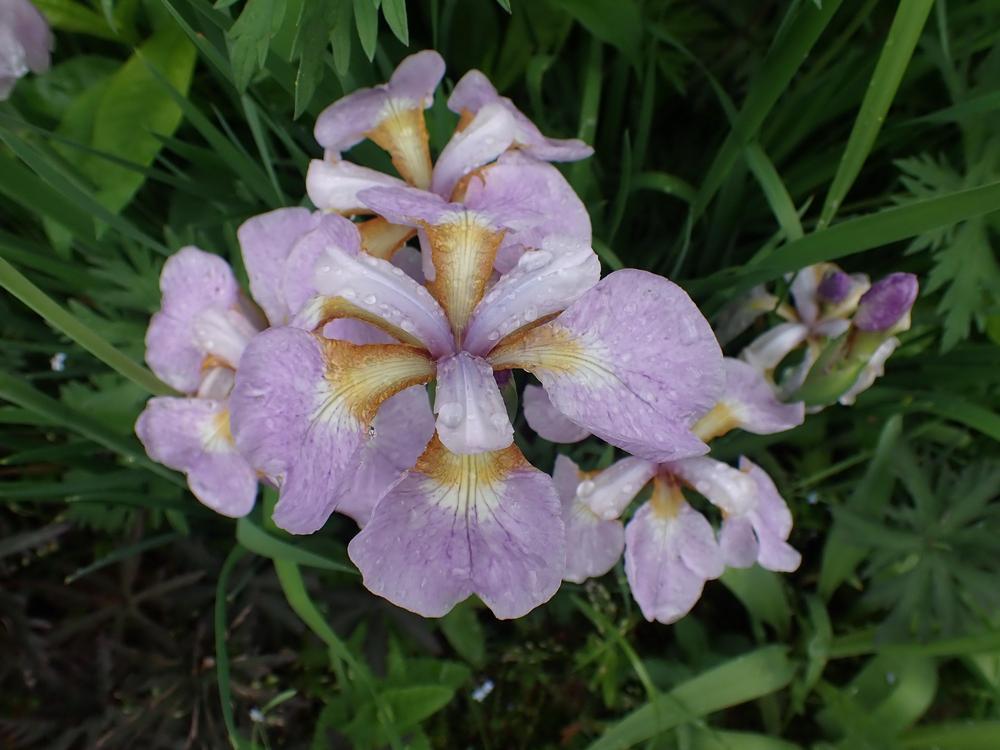 Photo of Siberian Iris (Iris 'Rikugi Sakura') uploaded by Vals_Garden
