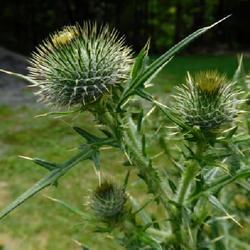 Location: Eagle Bay, New York
Date: 2022-07-25
Bull Thistle (Cirsium vulgare) buds before blooms