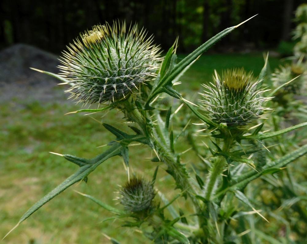 Photo of Bull Thistle (Cirsium vulgare) uploaded by adknative