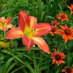 Location: Eagle Bay, New York
Date: 2022-07-26
Daylily (Hemerocallis 'Travers') in the gardens