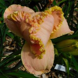 Location: Eagle Bay, New York
Date: 2022-07-25
Daylily (Hemerocallis 'Princess Diana') bloom not yet fully open