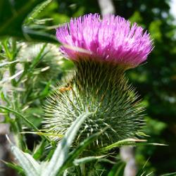 Location: Eagle Bay, New York
Date: 2022-07-25
Bull Thistle (Cirsium vulgare) blooming