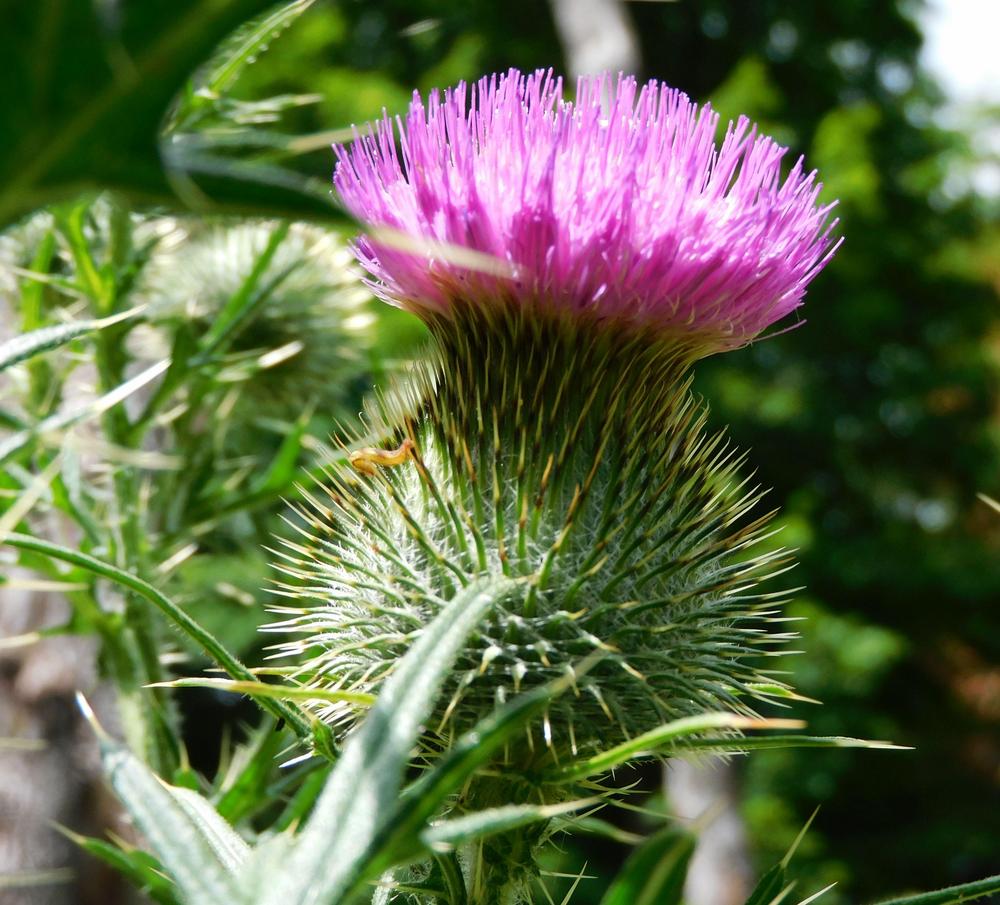 Photo of Bull Thistle (Cirsium vulgare) uploaded by adknative