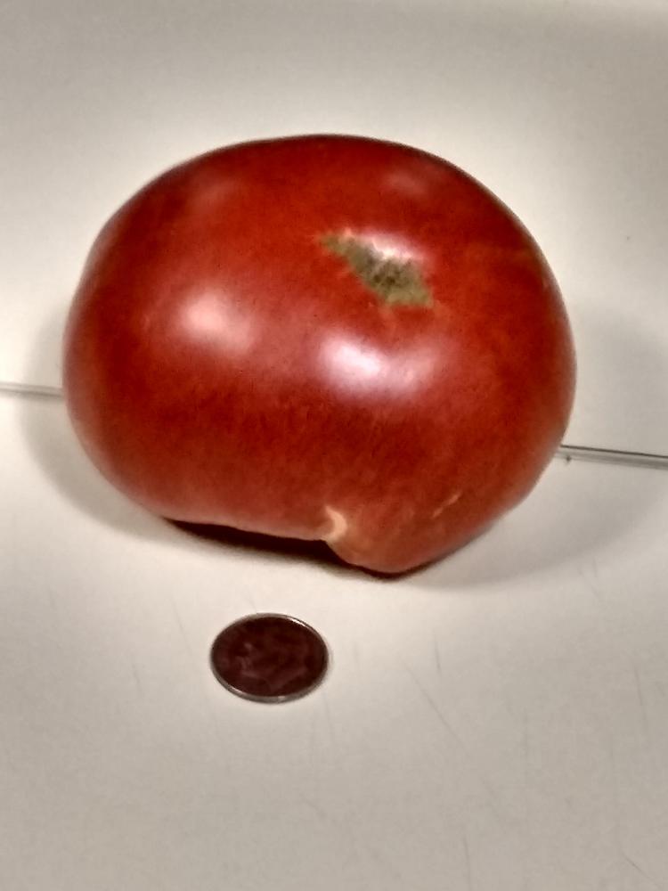 Photo of Tomato (Solanum lycopersicum 'Alpha Pink') uploaded by BetNC