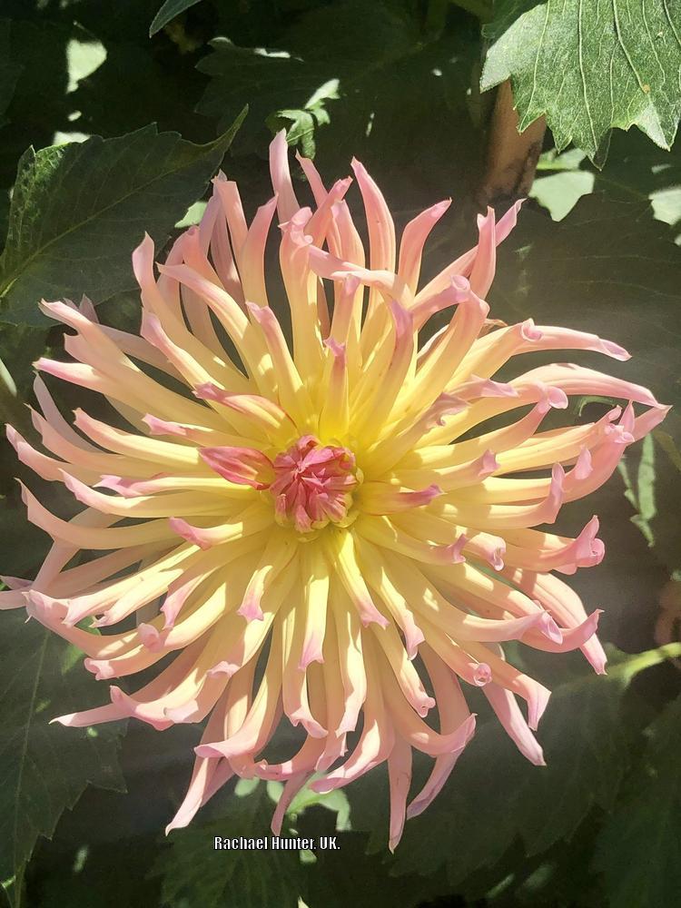 Photo of Dahlia 'Alfred Grille' uploaded by RachaelHunter