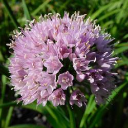 Location: Eagle Bay, New York
Date: 2022-07-27
Mountain Garlic (Allium lusitanicum 'Summer Beauty')
