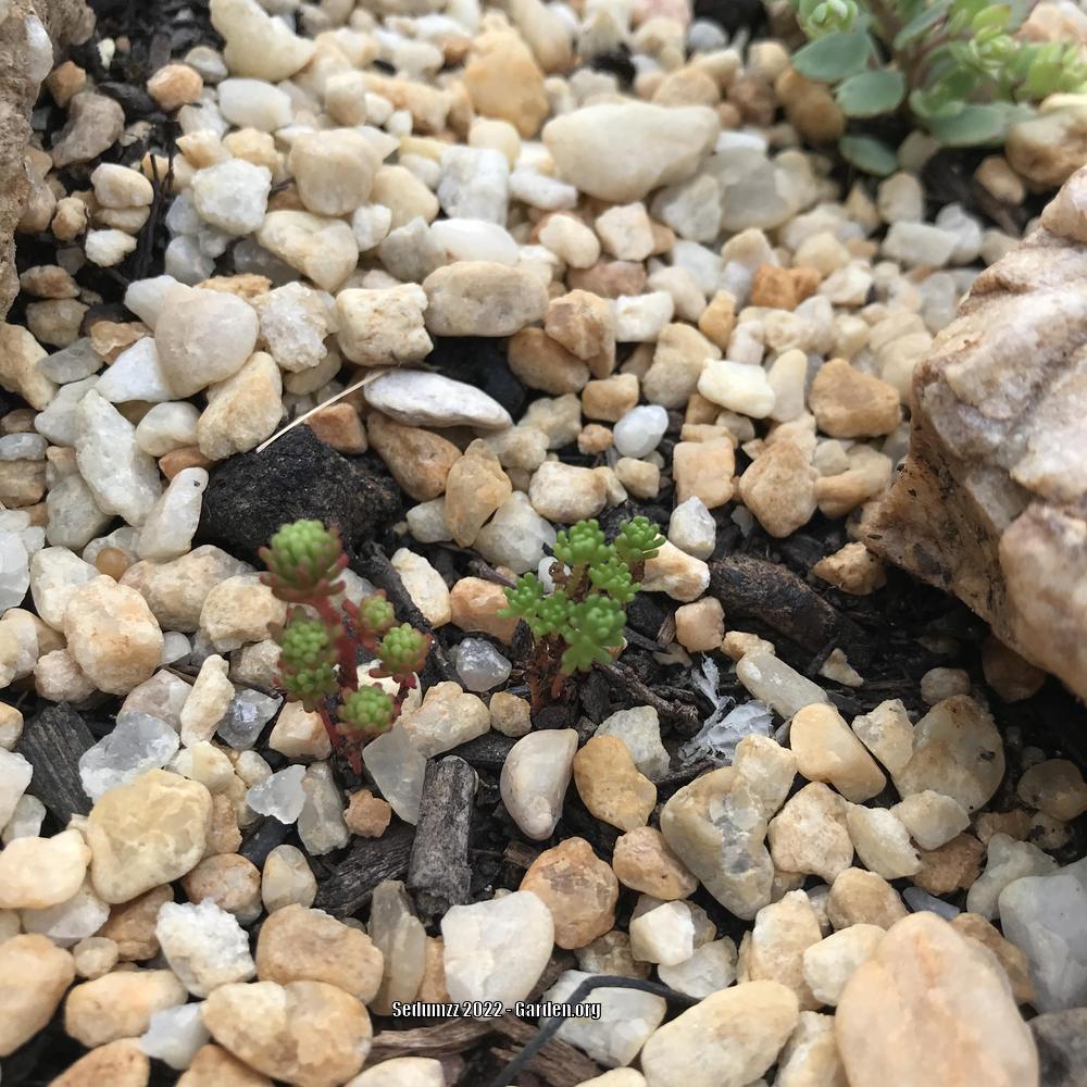 Photo of Mossy Stonecrop (Sedum lydium) uploaded by sedumzz