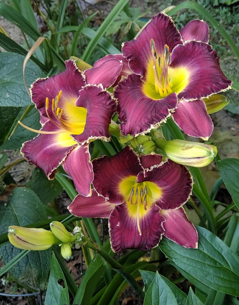 Photo of Daylily (Hemerocallis 'Playing with Sharks') uploaded by BaggieJean