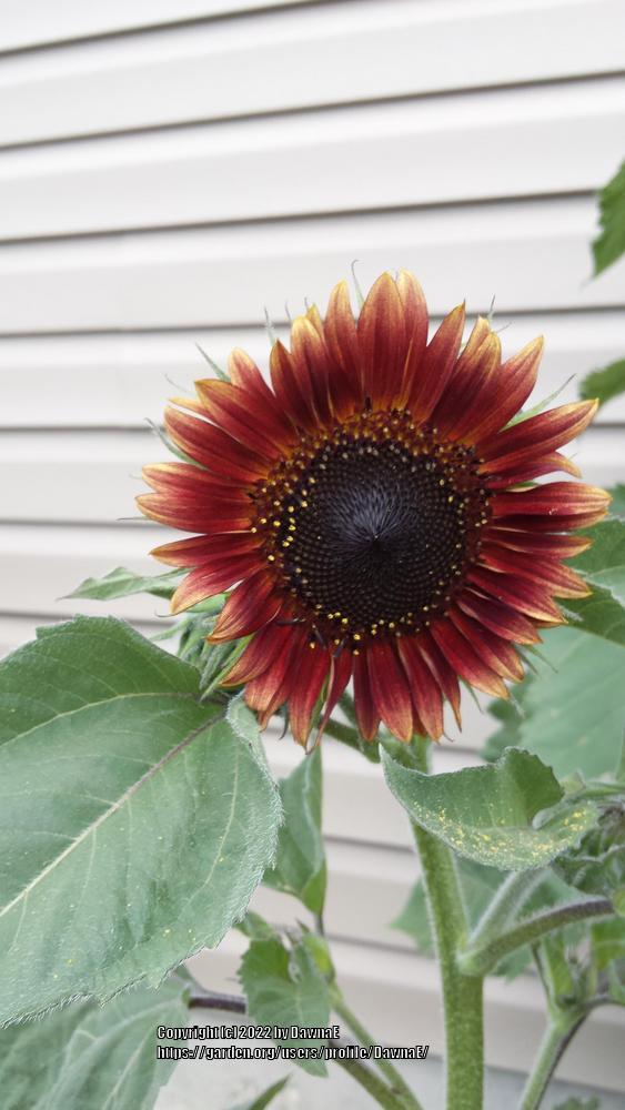 Photo of Sunflower (Helianthus annuus 'Velvet Queen') uploaded by DawnaE