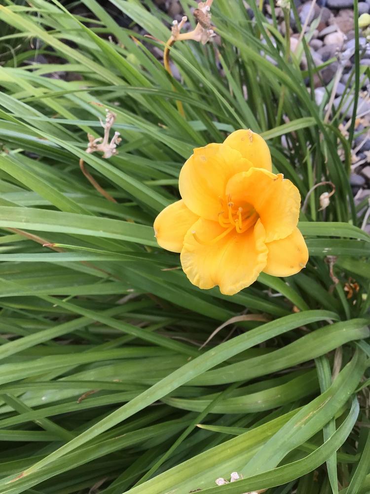 Photo of Daylilies (Hemerocallis) uploaded by Fieldsof_flowers