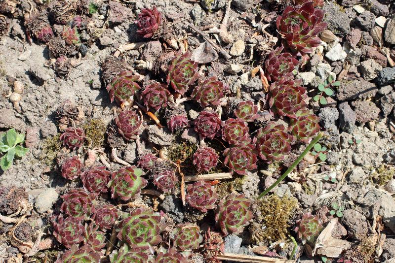 Photo of Rollers (Sempervivum globiferum subsp. hirtum 'Olympicum') uploaded by RuuddeBlock