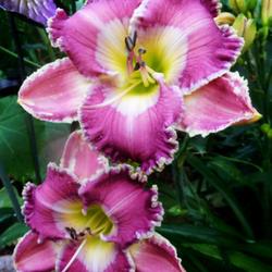 Location: Eagle Bay, New York
Date: 2022-07-29
Daylily (Hemerocallis 'Ring the Bells of Heaven')