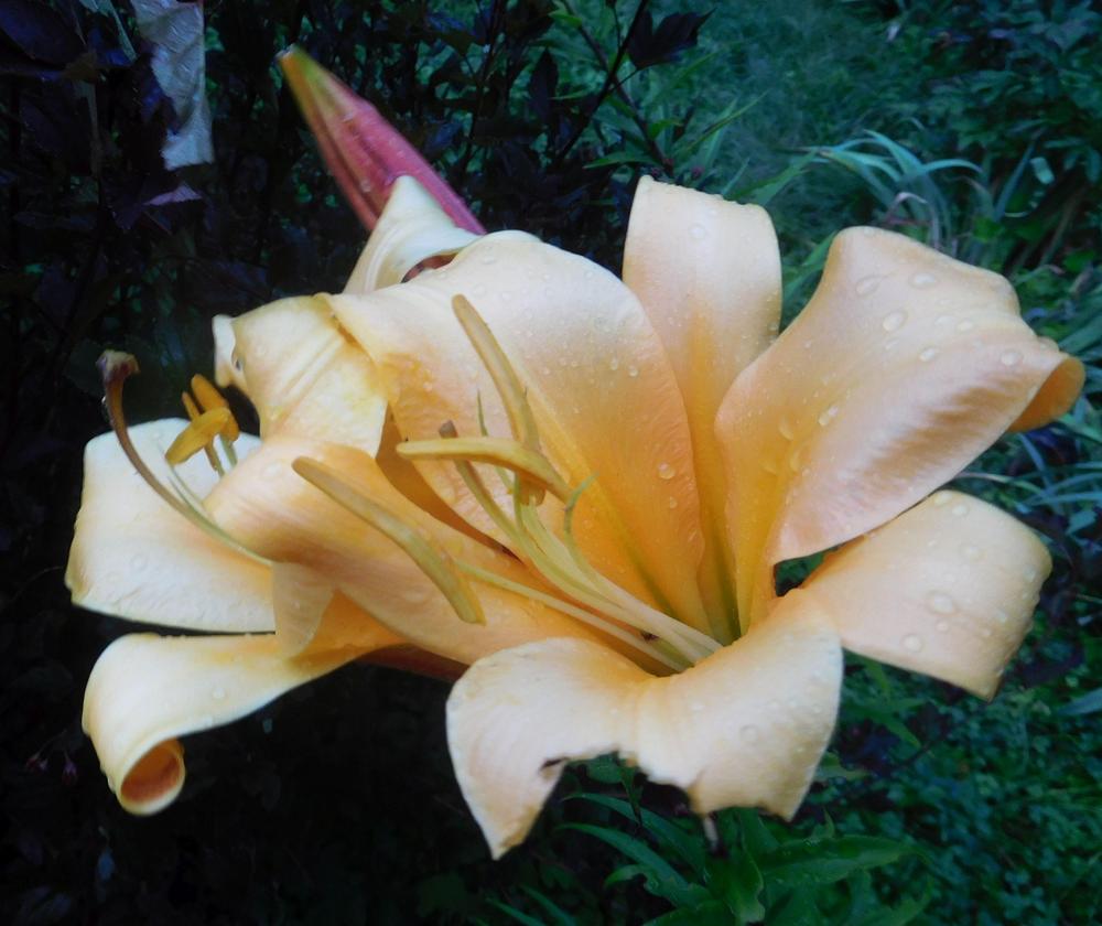 Photo of Lily (Lilium African Queen) uploaded by adknative