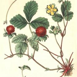 
Date: 1815
illustration [as Fragaria indica] by Syd. Edwards from 'The Botan