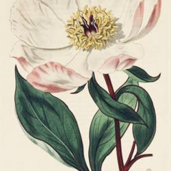 
Date: 1815
illustration [as P. albiflora] by Syd. Edwards from 'The Botanica