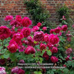 Location: Wynyard Hall gardens, Tyne and Wear, England
Date: 2022-07-01
Rose Tam O’Shanter