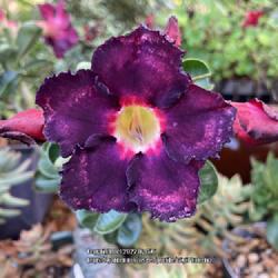 Location: My garden in Tampa, Florida
Date: 2022-07-29
My grafted desert rose, purple bloom.