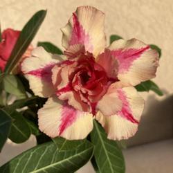 Location: My garden in Tampa, Florida
Date: 2022-07-29
My grafted desert rose.