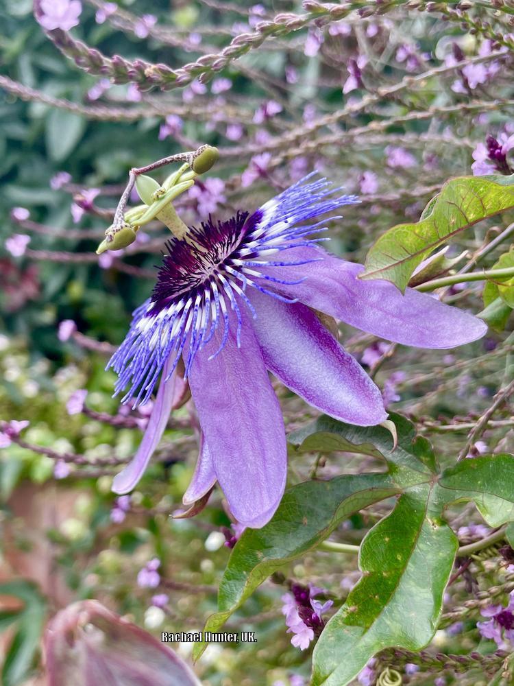 Photo of Amethyst Passion Flower (Passiflora 'Lavender Lady') uploaded by RachaelHunter