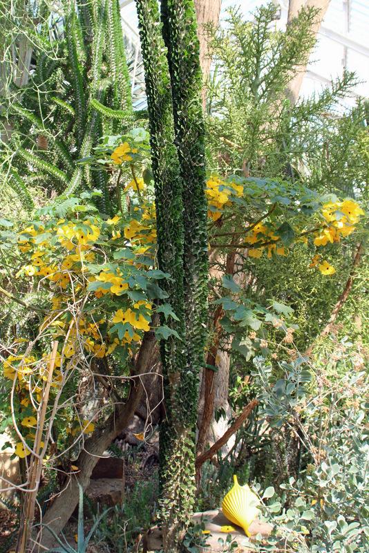 Photo of Mouse Trap Tree (Uncarina grandidieri) uploaded by RuuddeBlock