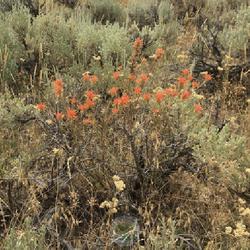 Location: East Canyon State Park, Morgan County, Utah, United States
Date: 2022-07-29