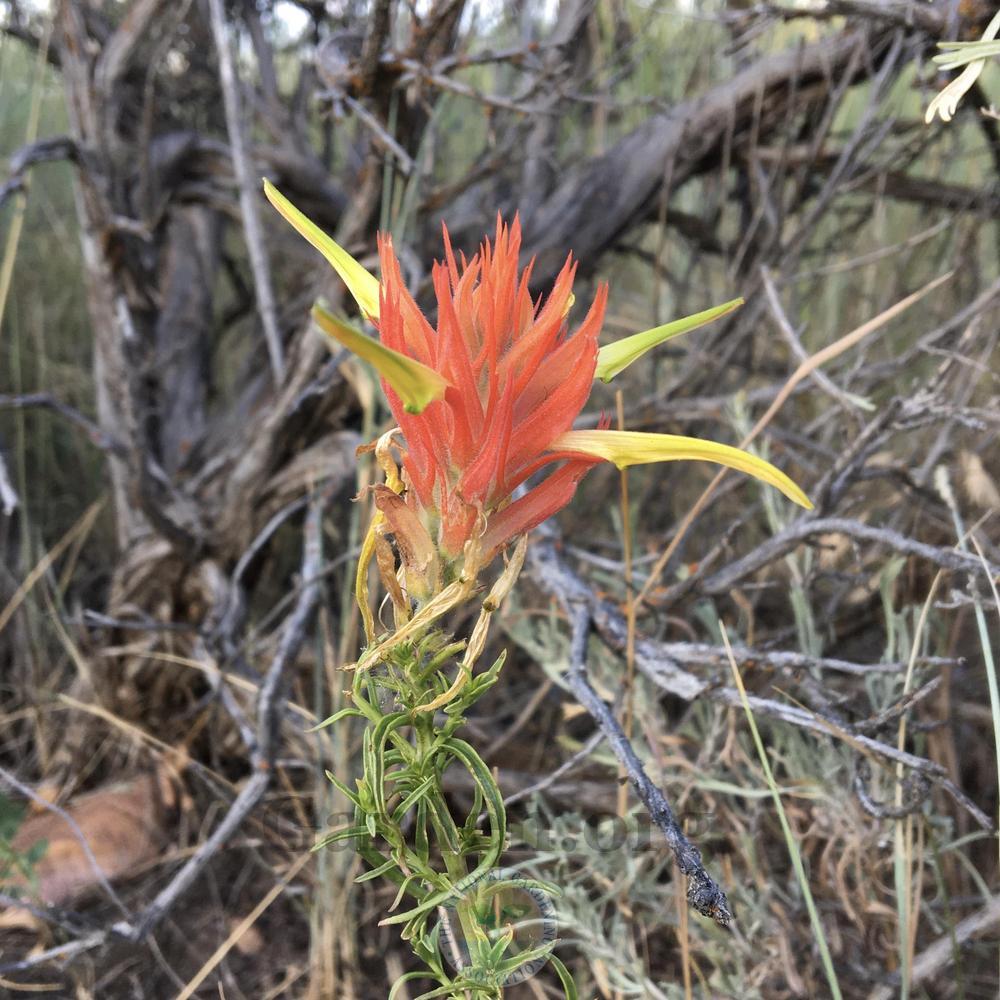 Photo of Orange Paintbrush (Castilleja linariifolia) uploaded by BlueOddish