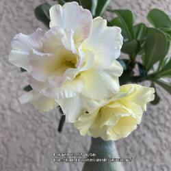 Location: My garden in Tampa, Florida
Date: 2022-07-30
My grafted “Premsup Yellow” desert rose.