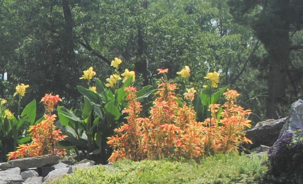 Photo of Summer Poinsettia (Amaranthus tricolor 'Perfecta') uploaded by ILPARW