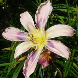 Location: Eagle Bay, New York
Date: 2022-07-31
Daylily (Hemerocallis 'Entwined in the Vine') poly