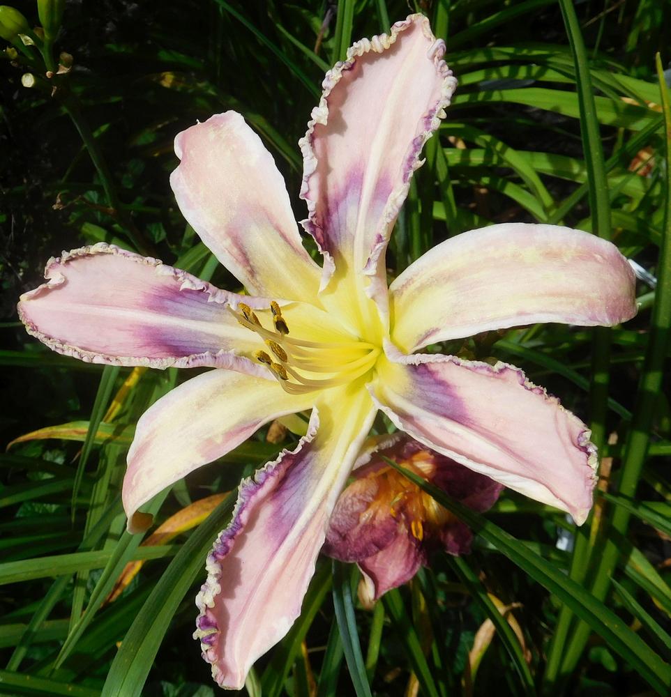 Photo of Daylily (Hemerocallis 'Entwined in the Vine') uploaded by adknative