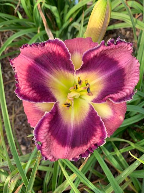 Photo of Daylily (Hemerocallis 'God Save the Queen') uploaded by jkporter