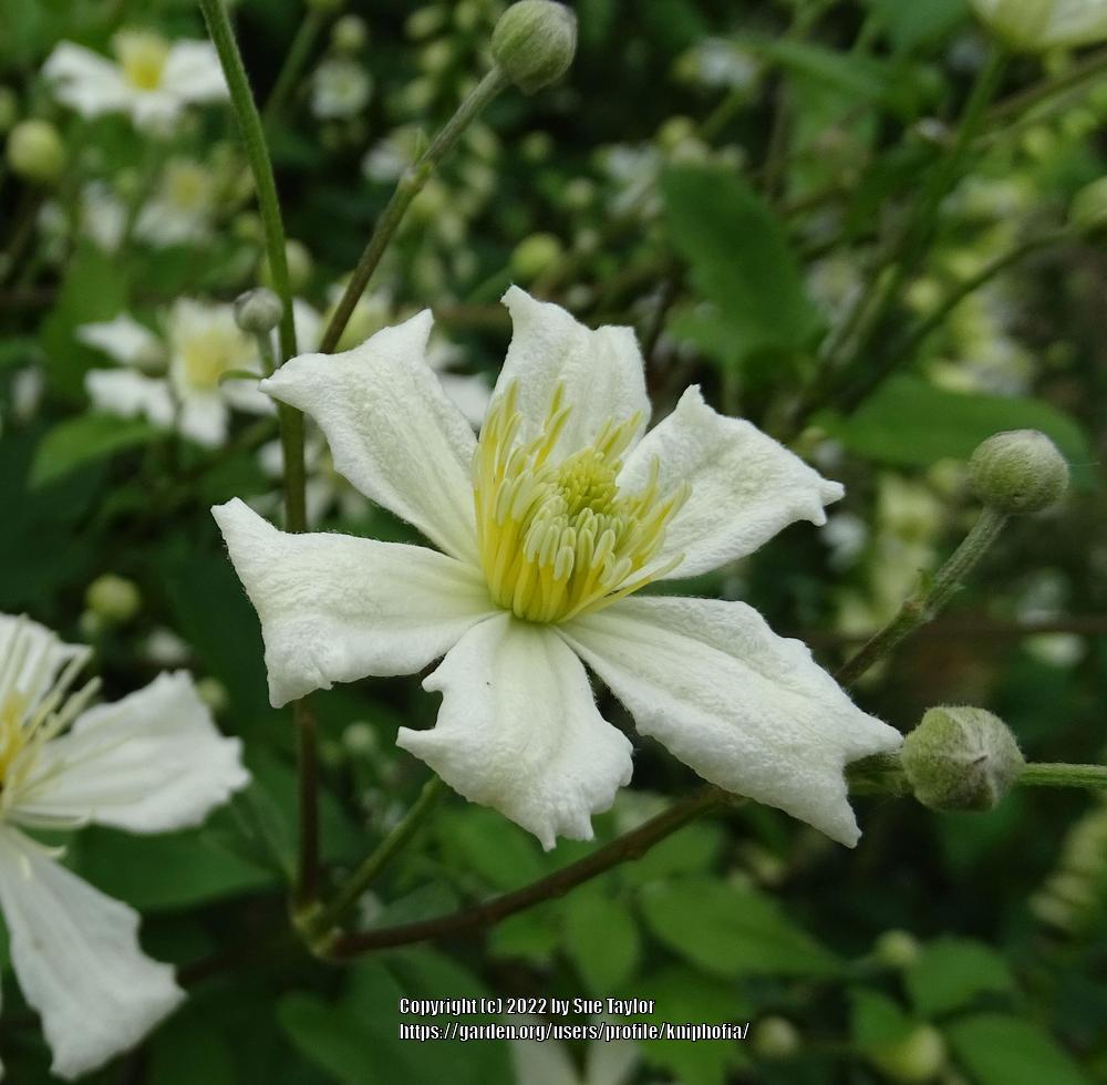 Photo of Clematis (Clematis vitalba) uploaded by kniphofia