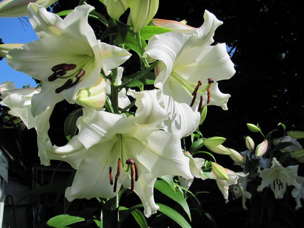 Photo of Lily (Lilium 'Pretty Woman') uploaded by roseman2000