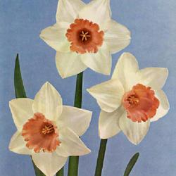 
Date: c. 1966
photo from the cover of the Daffodil Handbook, special issue of t