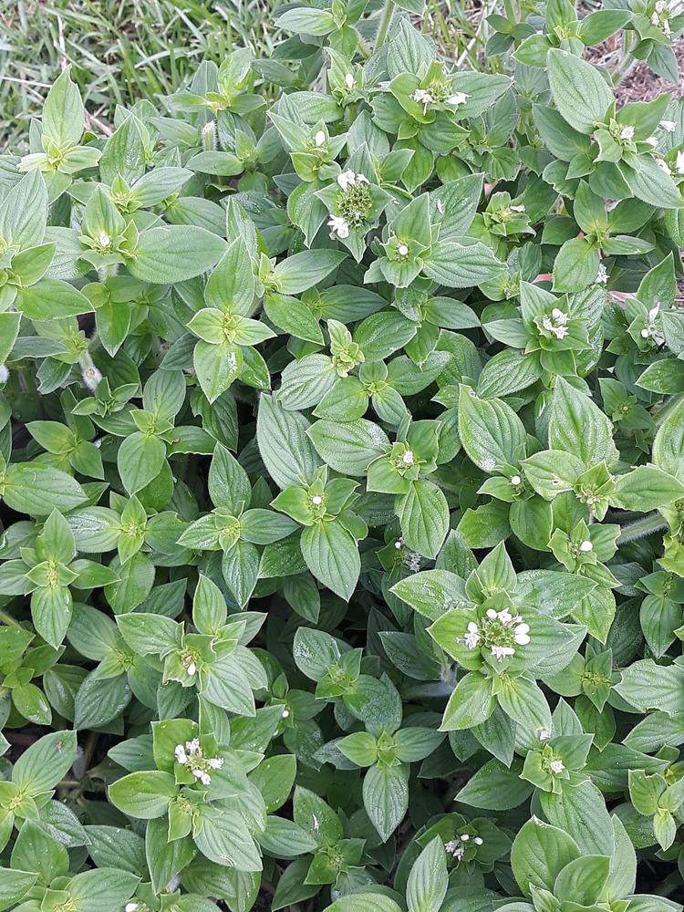 Photo of Tropical Mexican Clover (Richardia brasiliensis) uploaded by shfrederick