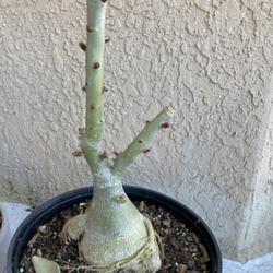 Location: My garden in Tampa, Florida
Date: 2022-07-31
Mystery grafted desert rose. Seems to be dormant summertime.
