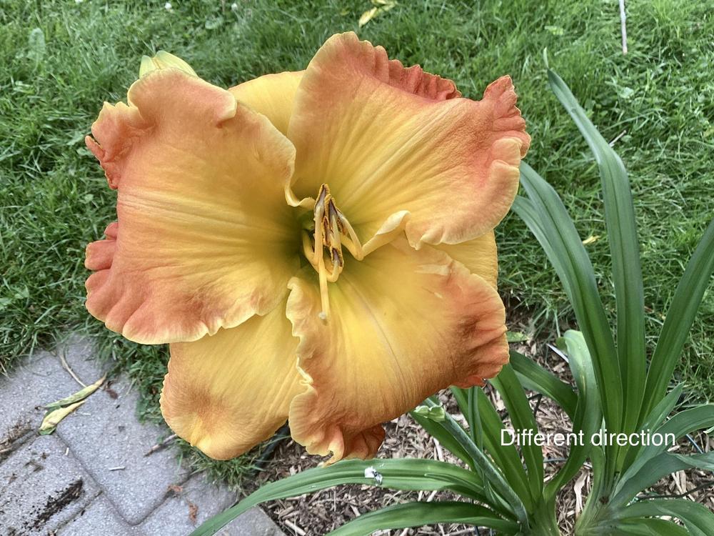 Photo of Daylily (Hemerocallis 'Different Direction') uploaded by Gribouille17