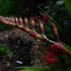 Location: Eagle Bay, New York
Date: 2022-07-31
Crocosmia 'Lucifer' - buds before they begin opening